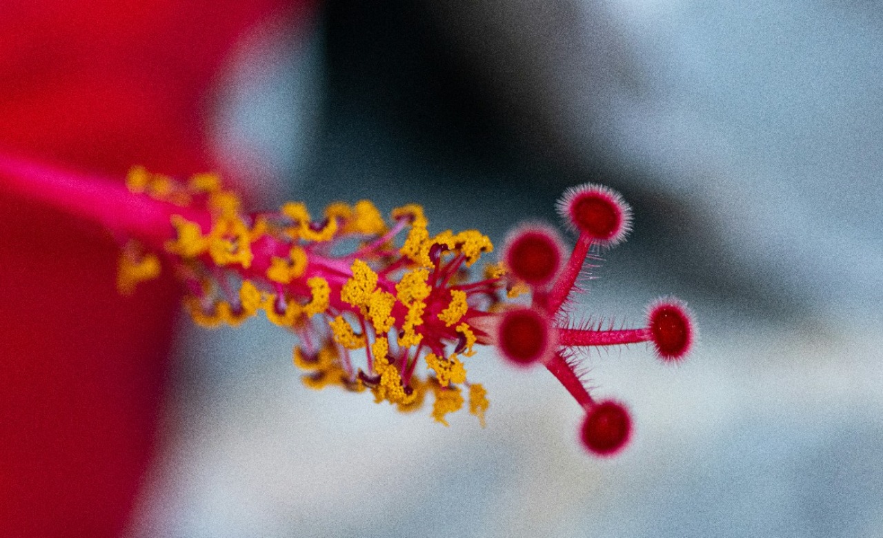 Is it legal to buy research peptides?